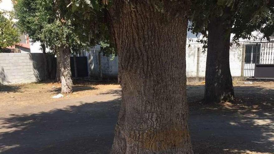 Restos de botellas y basura desperdigados por la carballeira.