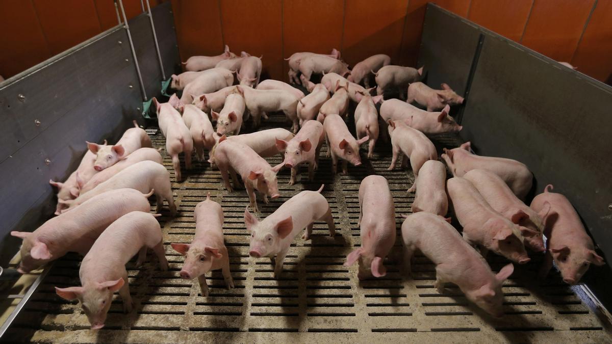 Decenas de cerdos, en un matadero.