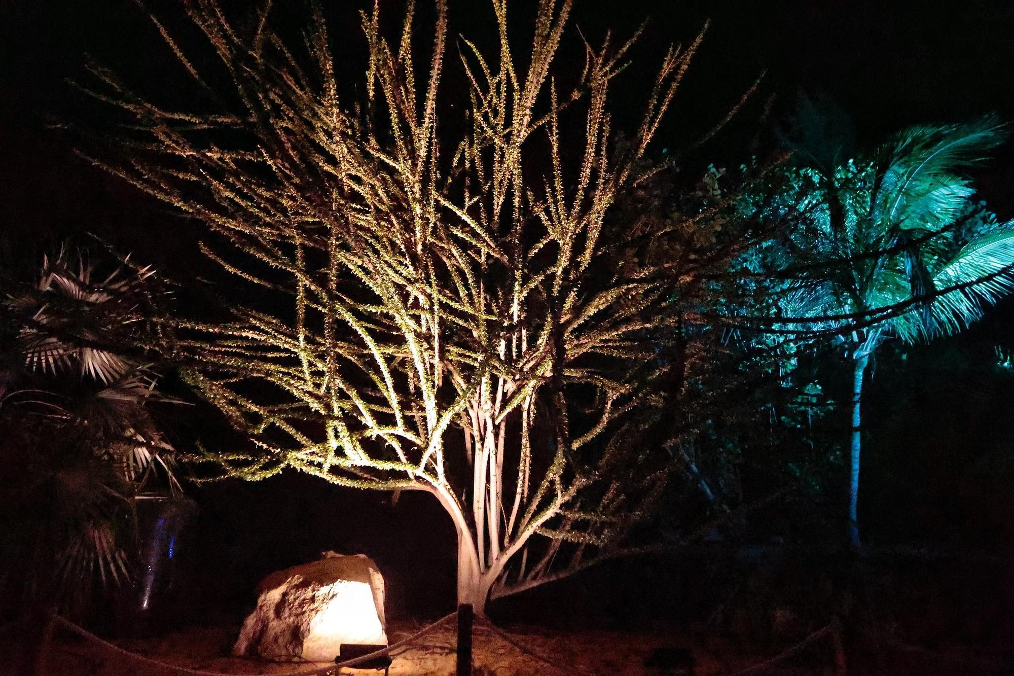 Montaje de Naturaleza Encendida en el Palmetum