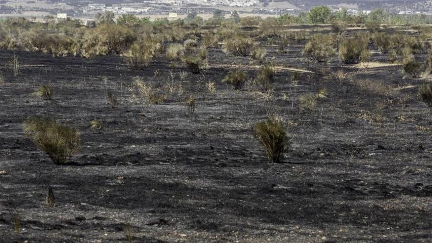 El incendio que entró por el río Caya arrasó 120 hectáreas de retama, pasto y eucaliptos