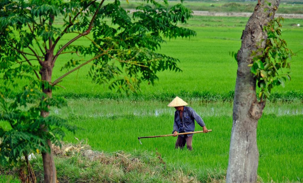 Campo de arroz en la región central.