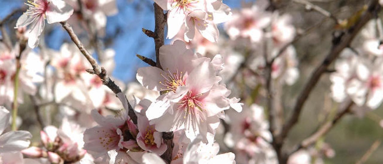 Los almendros florecen.