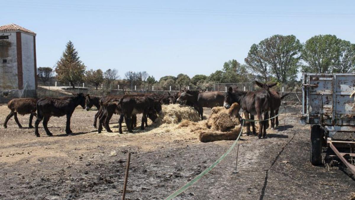 Los burros de Aszal en Santa Croya, ayer por la mañana, devueltos al recinto tras el incendio. 