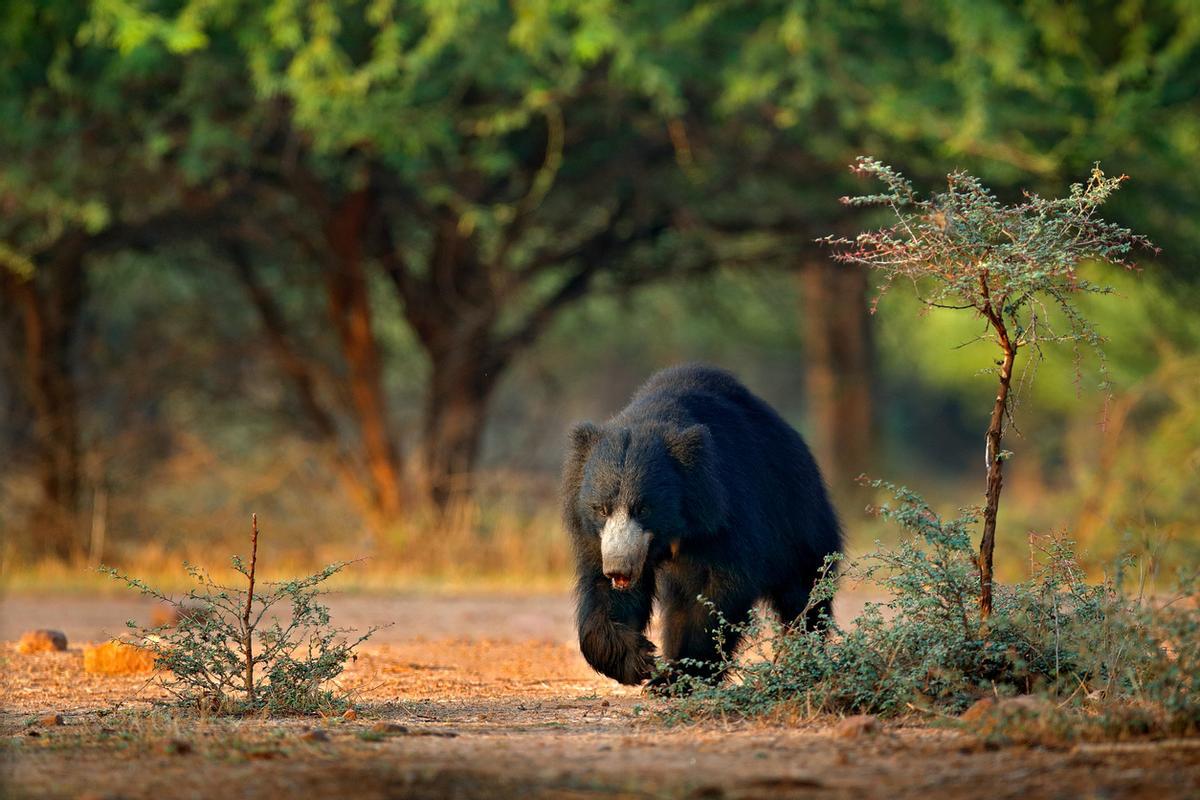 La India alberga una biodiversidad espectacular que va mucho más allá del famoso tigre de Bengala. El oso perezoso (oso bezudo o labiado), el rinoceronte de un cuerno, el leopardo, el elefante asiático o los cocodrilos marinos comparten el subcontinente en un ecosistema salvaje y fascinante.