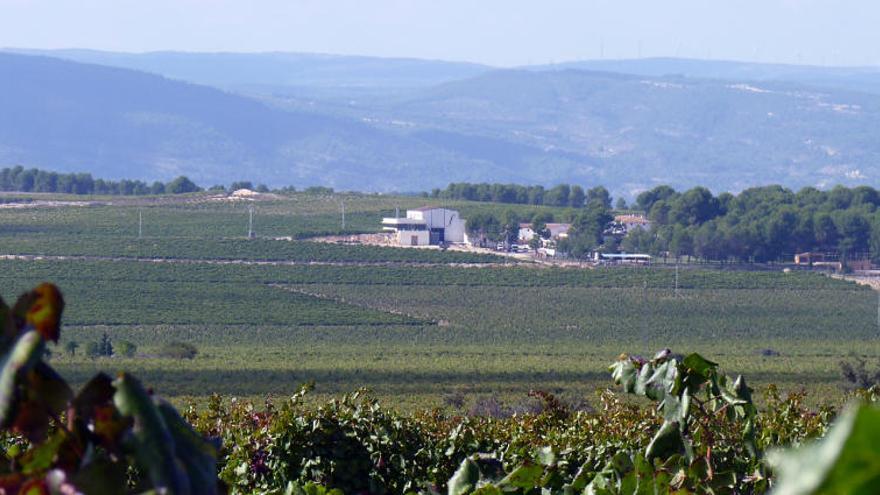 Panorámica de los viñedos en el área del Clariano, dentro de la DOP Valencia.