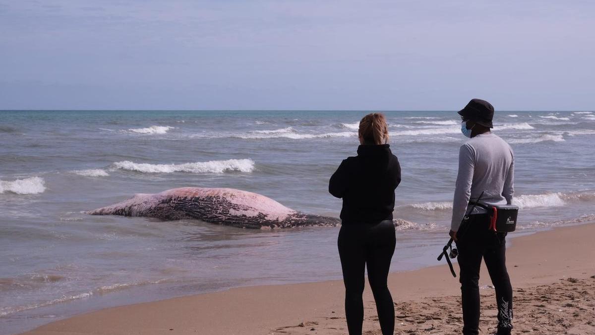 Aparece el cadáver de una ballena en Guardamar