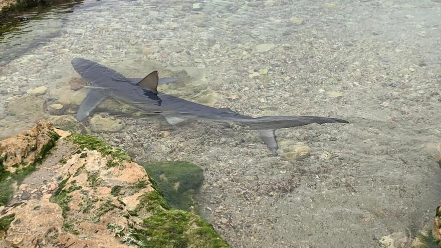 Aparece un tiburón de dos metros en una playa de Ibiza