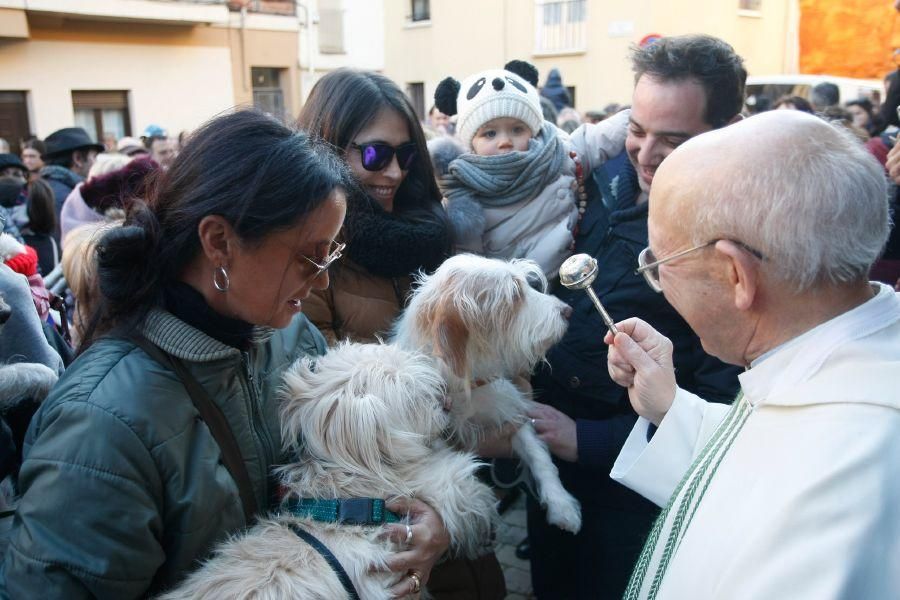 Los perros gobiernan por san Antón en Zamora