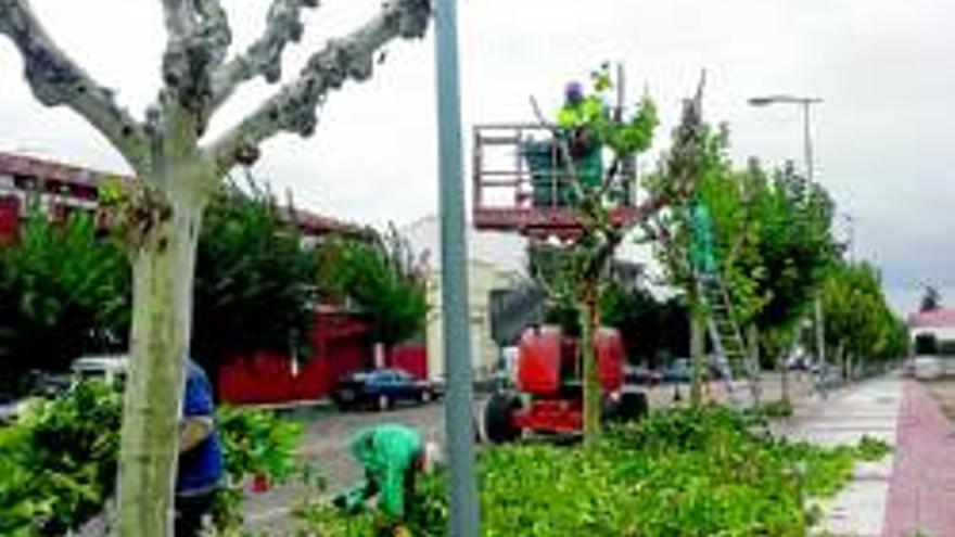 La campaña de poda del arbolado, ya en marcha