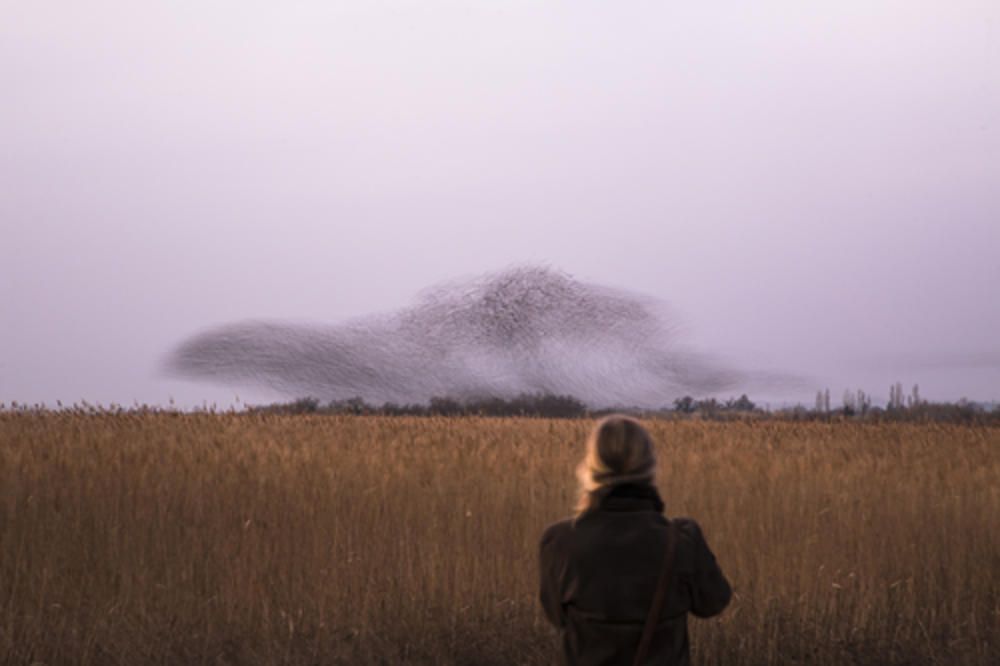 Estornells als Aiguamolls de l'Empordà