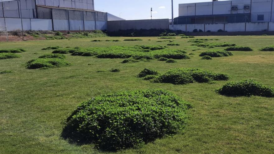 Los campos de fútbol de Almendralejo sufren sin ‘su’ fútbol