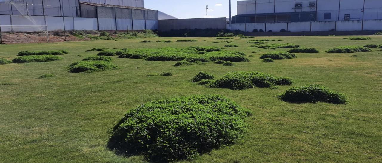 Estado del césped de la ciudad deportiva de Almendralejo antes de ser arreglado