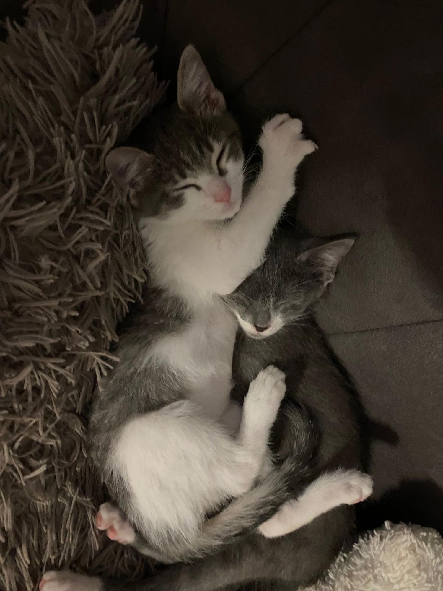 Zwei Kätzchen, die Mersch gerne ins neue haus mitnehmen würde.