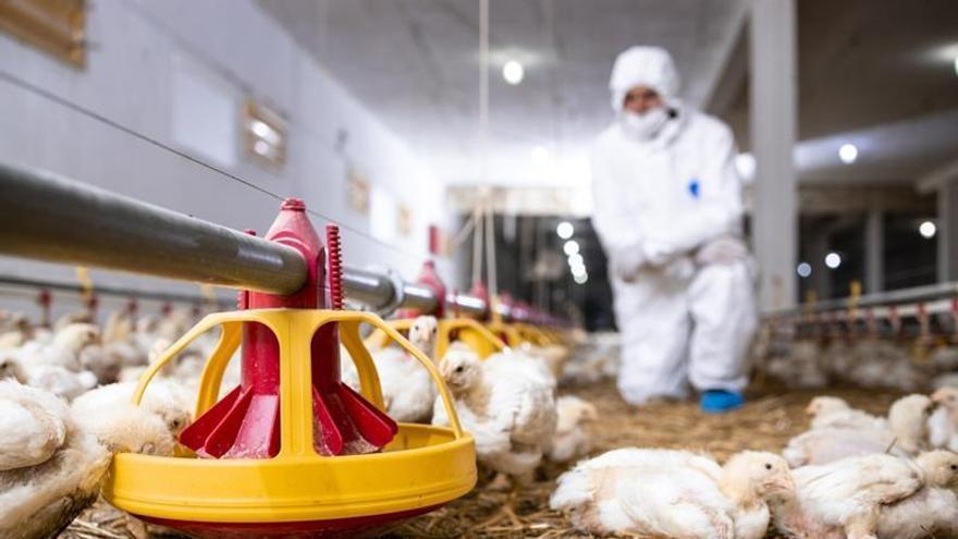 Veterinarios: la garantía invisible detrás de cada alimento seguro