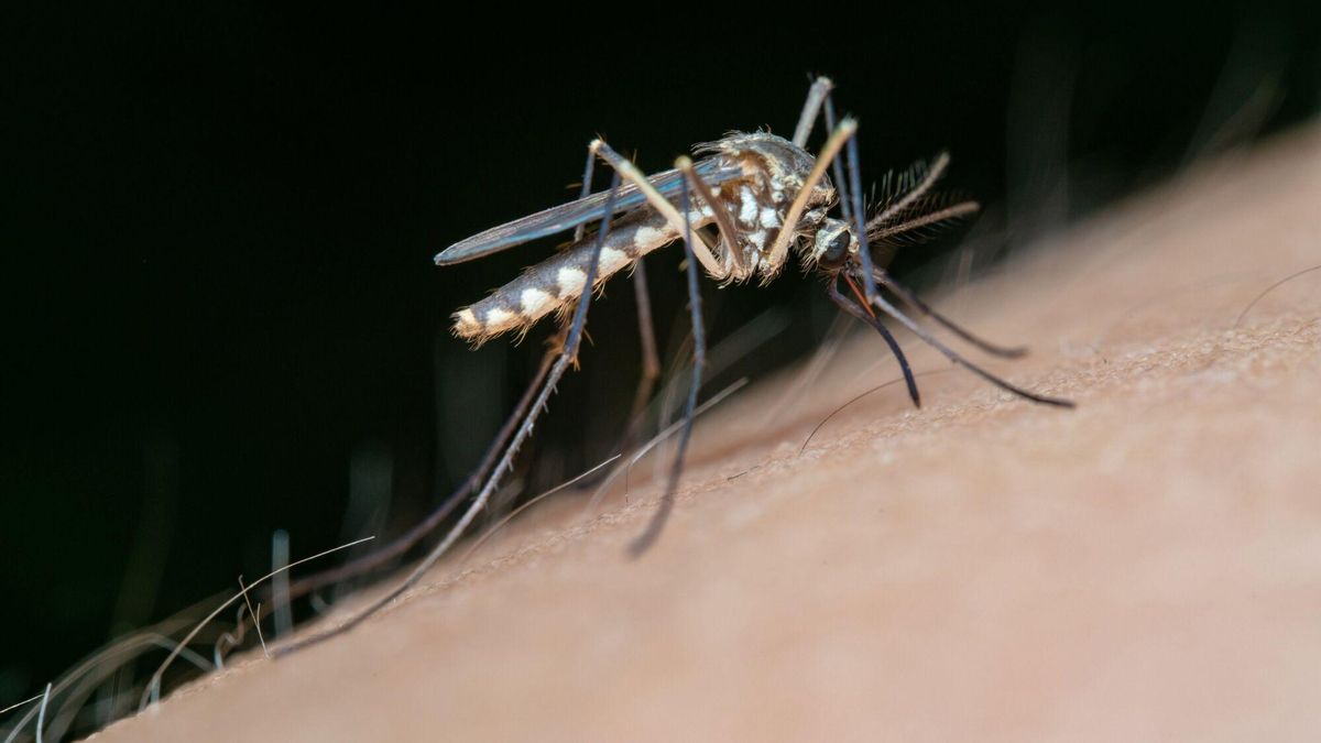 Mosquito transmisor del Virus del Nilo Occidental