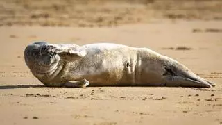Una joven foca gris se deja ver en la arena de la playa de la Concha de San Sebastián