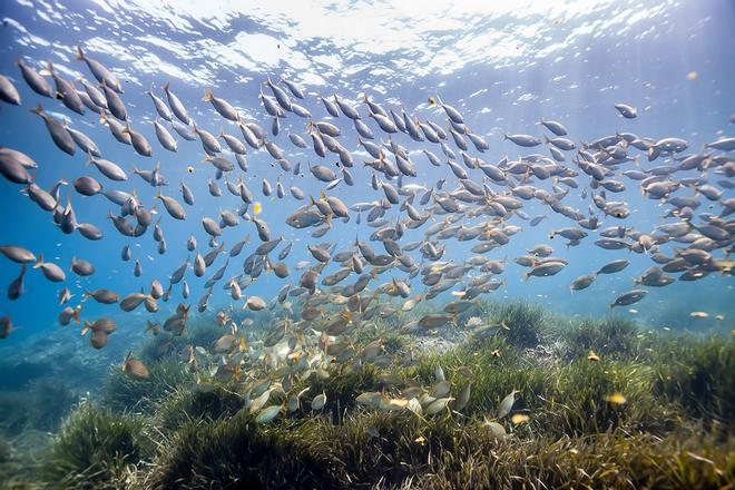 Banco de peces en aguas del Cabo de Gata