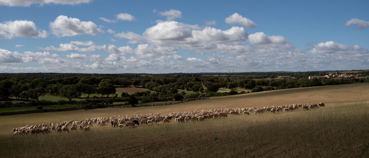 Un rebaño de ovejas en un sembrado seco de Fariza