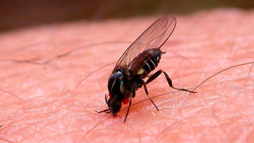 Así es la mosca negra: la plaga del verano que alarma a Sanidad