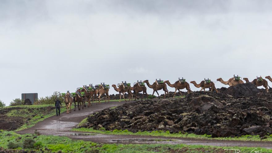 Los camellos del Parque Nacional de Timanfaya regresan al Vallito de Uga por las lluvias en Lanzarote el martes 13 de enero de 2026.