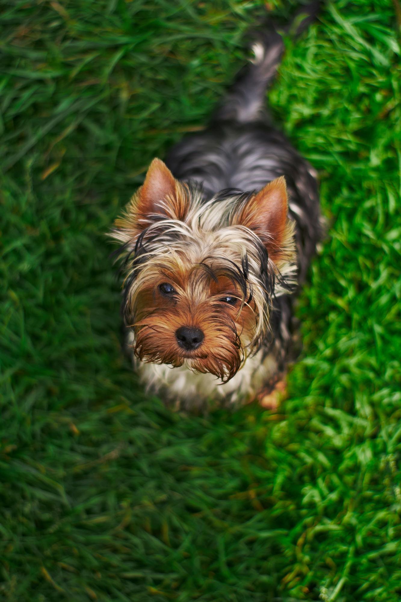 Los yorkshire terrier utilizan el ladrido como forma de ahuyentar a quien pueda molestar.