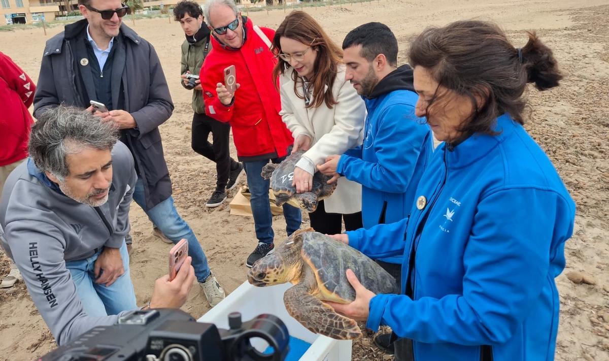 Las tortugas que han vuelto hoy al mar en Dénia