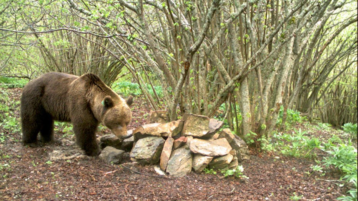 L’alliberament d’un ós bru, eslovè a la Vall d’Aran.
