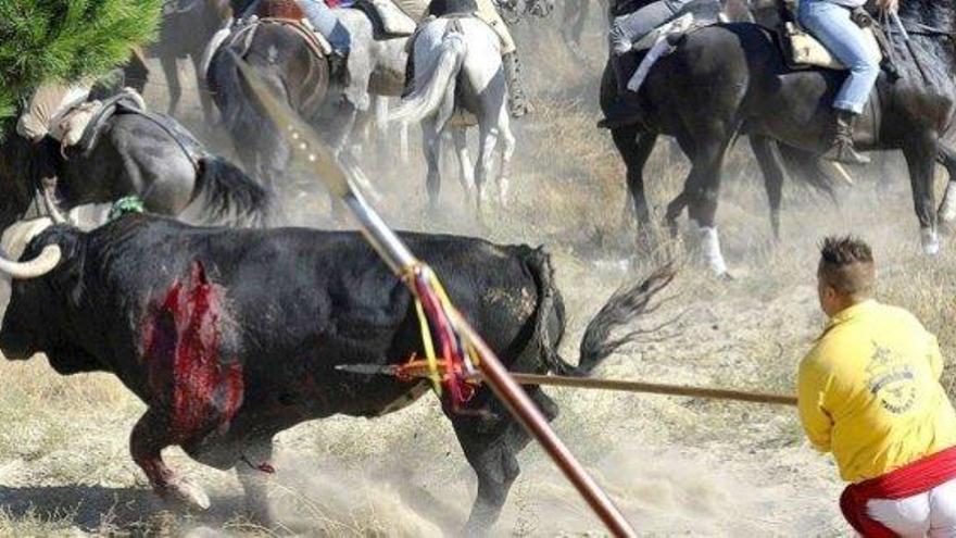 Adiós definitivo al Toro de la Vega