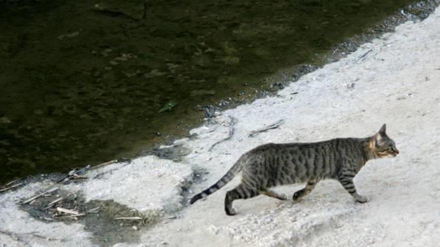 Un gat d&#039;una colònia, a tocar del riu Onyar de Girona.