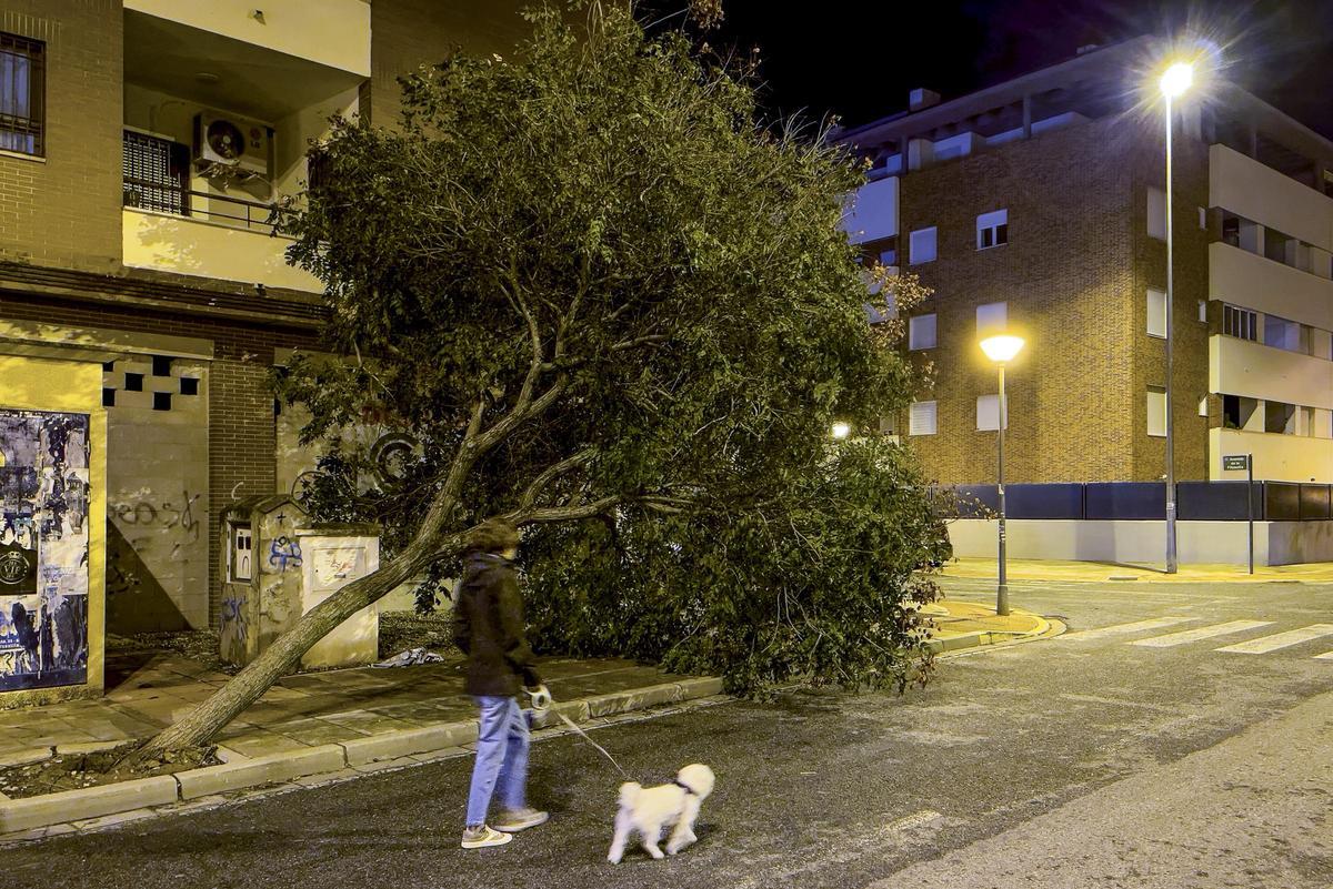 Una persona pasea junto a su perro ante uno de los múltiples árboles que han sido derribados por el fuerte temporal de viento en Mairena del Aljarafe (Sevilla).