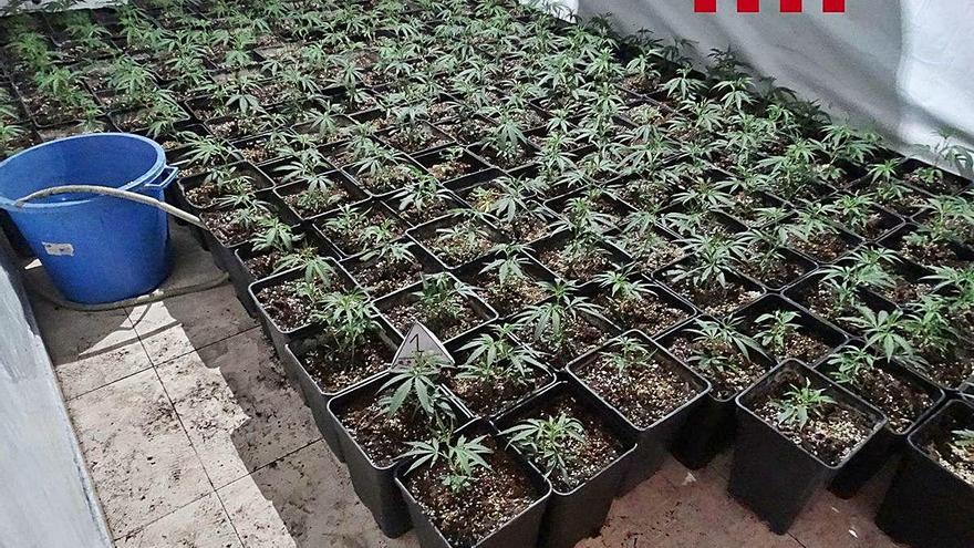 Plançons de marihuana preparats pel cultiu i requisats pels Mossos d&#039;Esquadra.