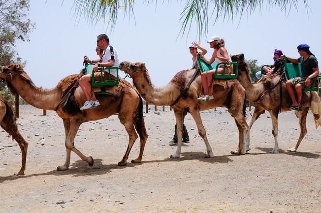 Reportaje excursiones con camellos en las Dunas ...