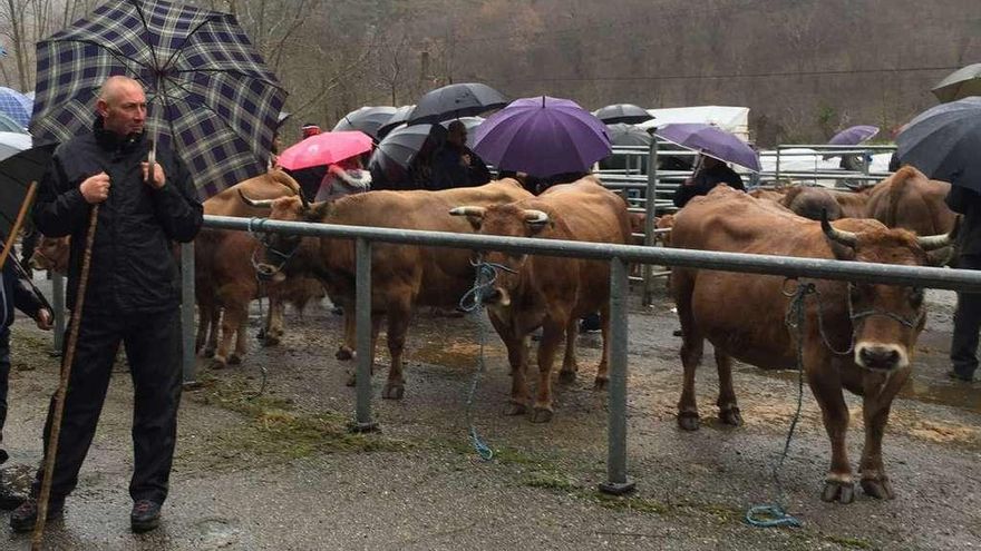 La mejora de la red de saneamiento de Sellañu, en Ponga, licitada en 130.000 euros