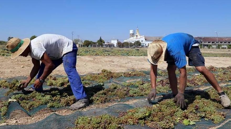 Récord de ventas de las DO del vino, aceite y jamón cordobeses