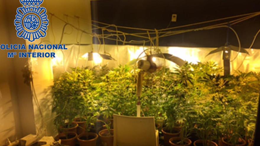 Cuatro detenidos en Dénia en una operación contra el tráfico de  marihuana