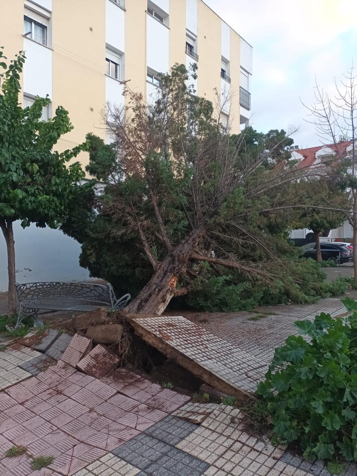 Daños causados por el vendaval.