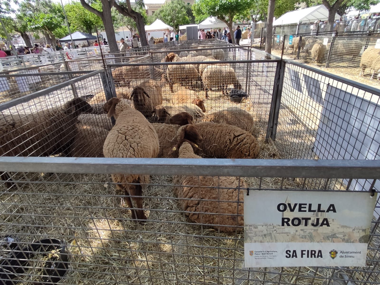 La Fira de Sineu, en imágenes