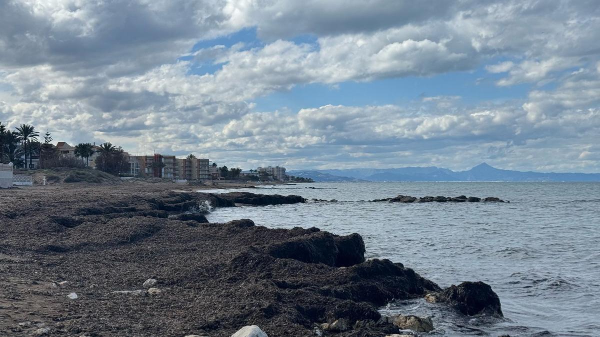 Los arribazones de posidonia oceánica funcionan como barrera que frena la erosión