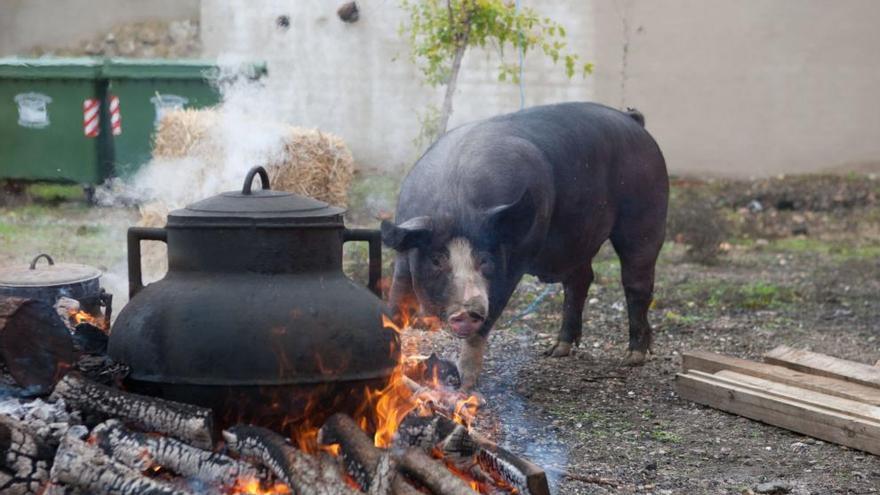 Cerdo sacrificado esta mañana en Monfarracinos.