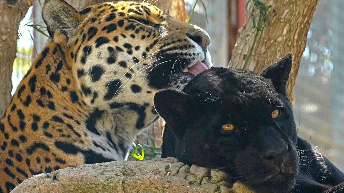 Lo que vulgarmente llamamos “pantera negra” no es sino un jaguar con la piel oscurecida