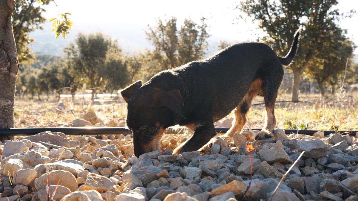 Un perro trufero, en plena demostración