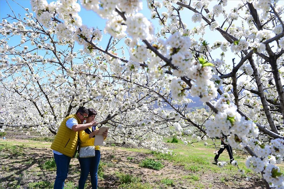 La eclosión del cerezo en flor