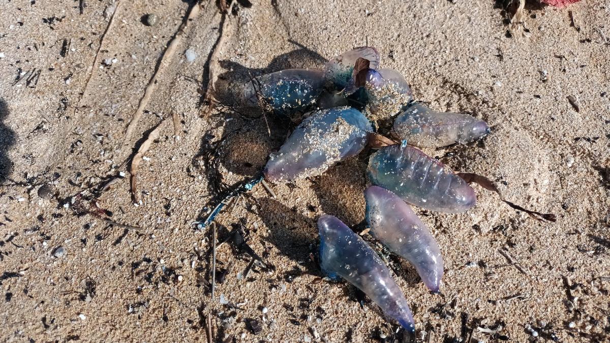 Carabelas portuguesas recuperadas en A Lanzada, esta mañana.