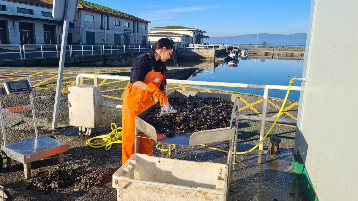 Una controladora de calidad de Mexillón de Galicia en el muelle de Vilaxoán.