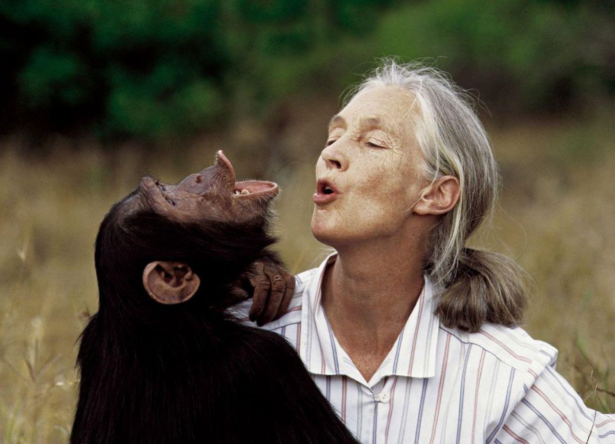 Els ensenyaments de Jane Goodall Els ensenyaments de Jane Goodall