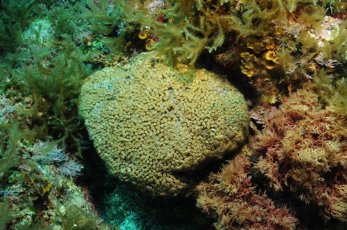 Foto colonia coral