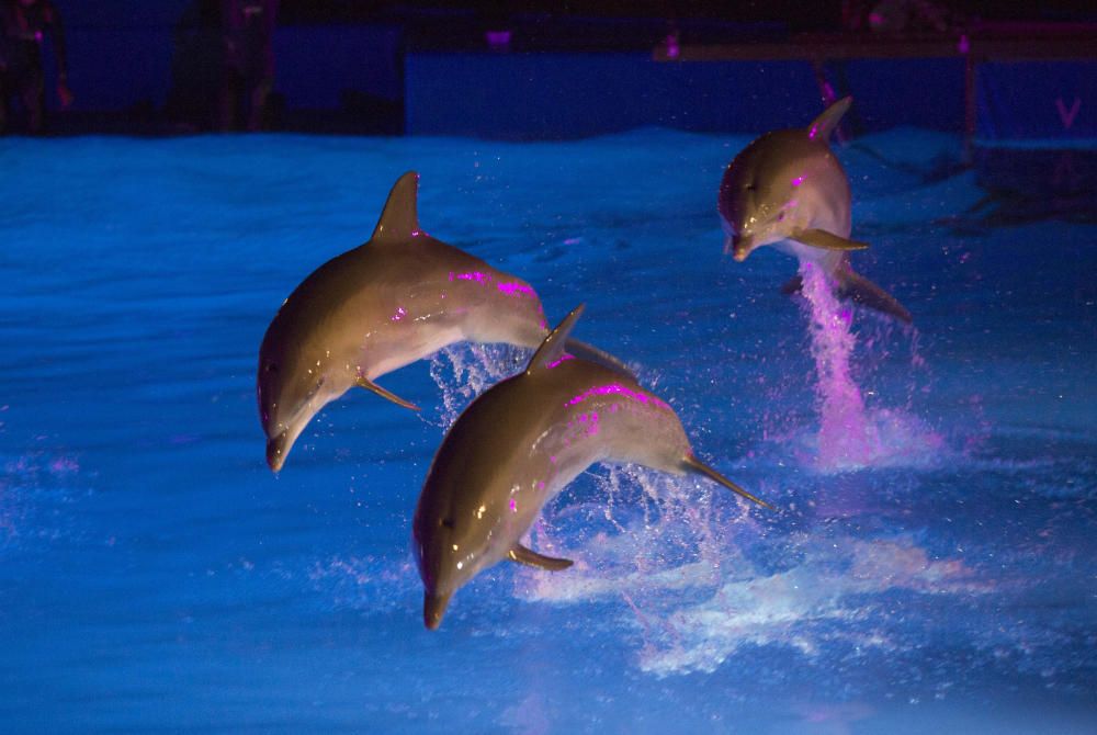 Estreno de las Noches de l'Oceanogràfic