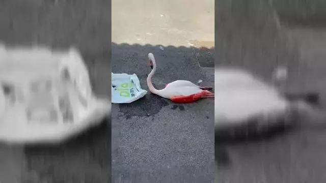 Aparece un flamenco rosa en una calle de Sevilla