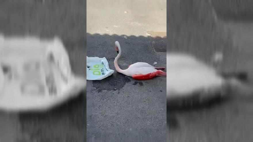 Aparece un flamenco rosa en una calle de Sevilla