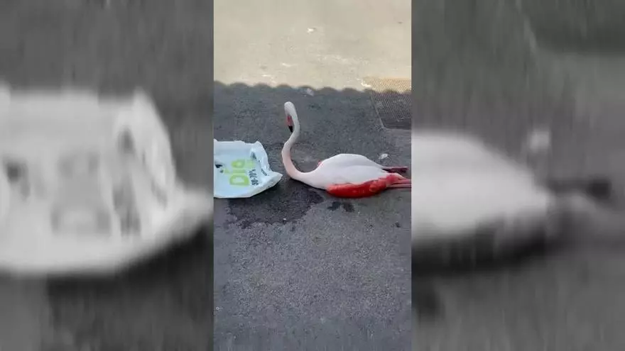 Aparece un flamenco rosa en una calle de Sevilla